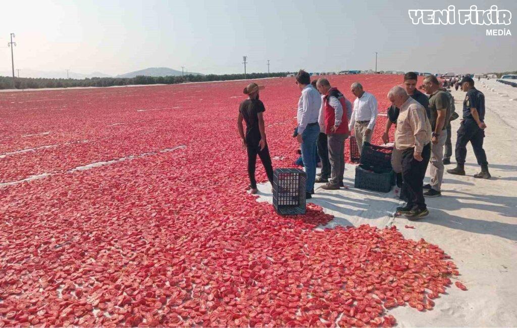 Manisada 1 500 ton qurudulmuş pomidor ixrac olunur
